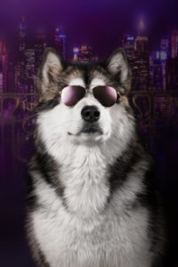 Маламут Снежок врывается в TikTok: видео обаятельного пса набирают миллионы просмотров